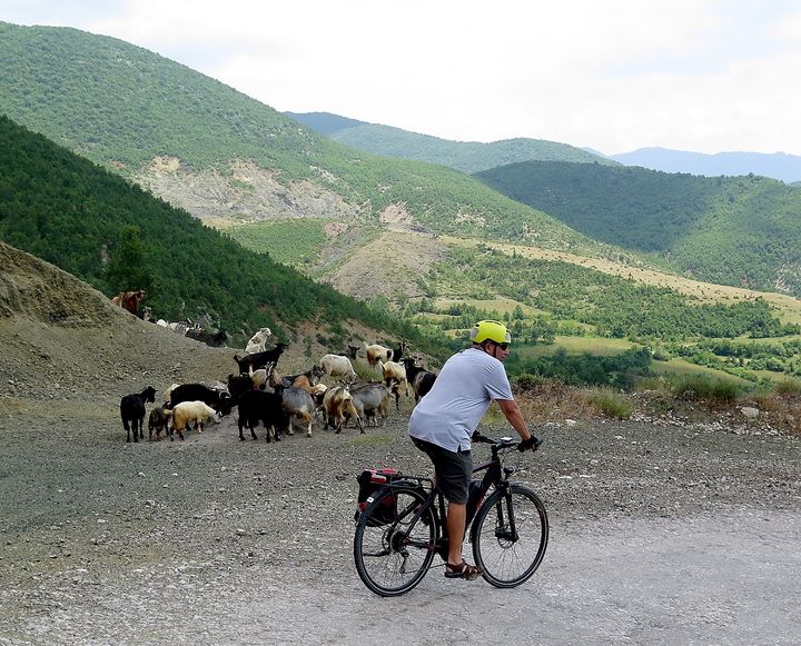 Biketours.com’s president Jim Johnson riding his e-bike past a herd of goats