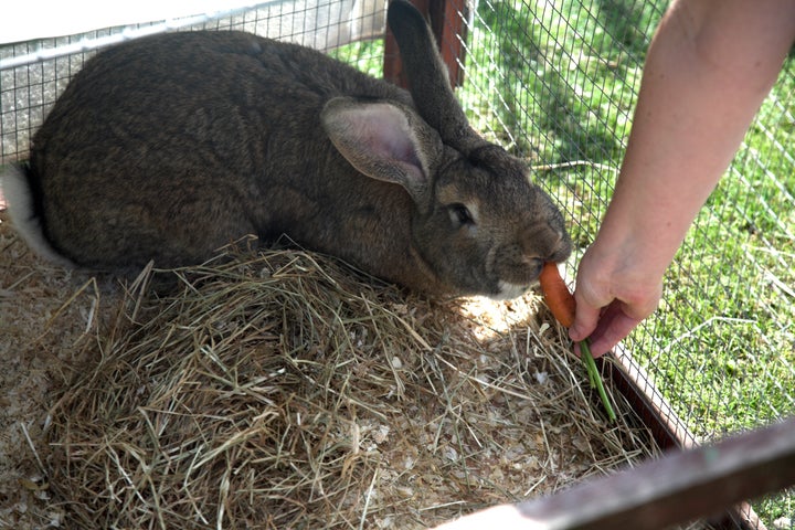 Giant Continental rabbit pictured in this undated file photo