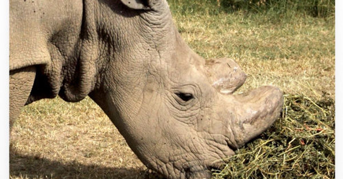 Male Northern White Rhino Sudan Joins Tinder In Effort To Save