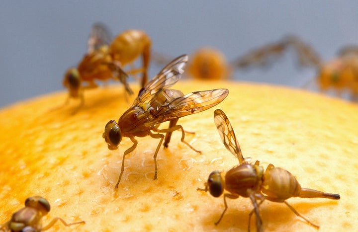 What Fruit Flies Can Tell Us About Human Sleep And Circadian - 