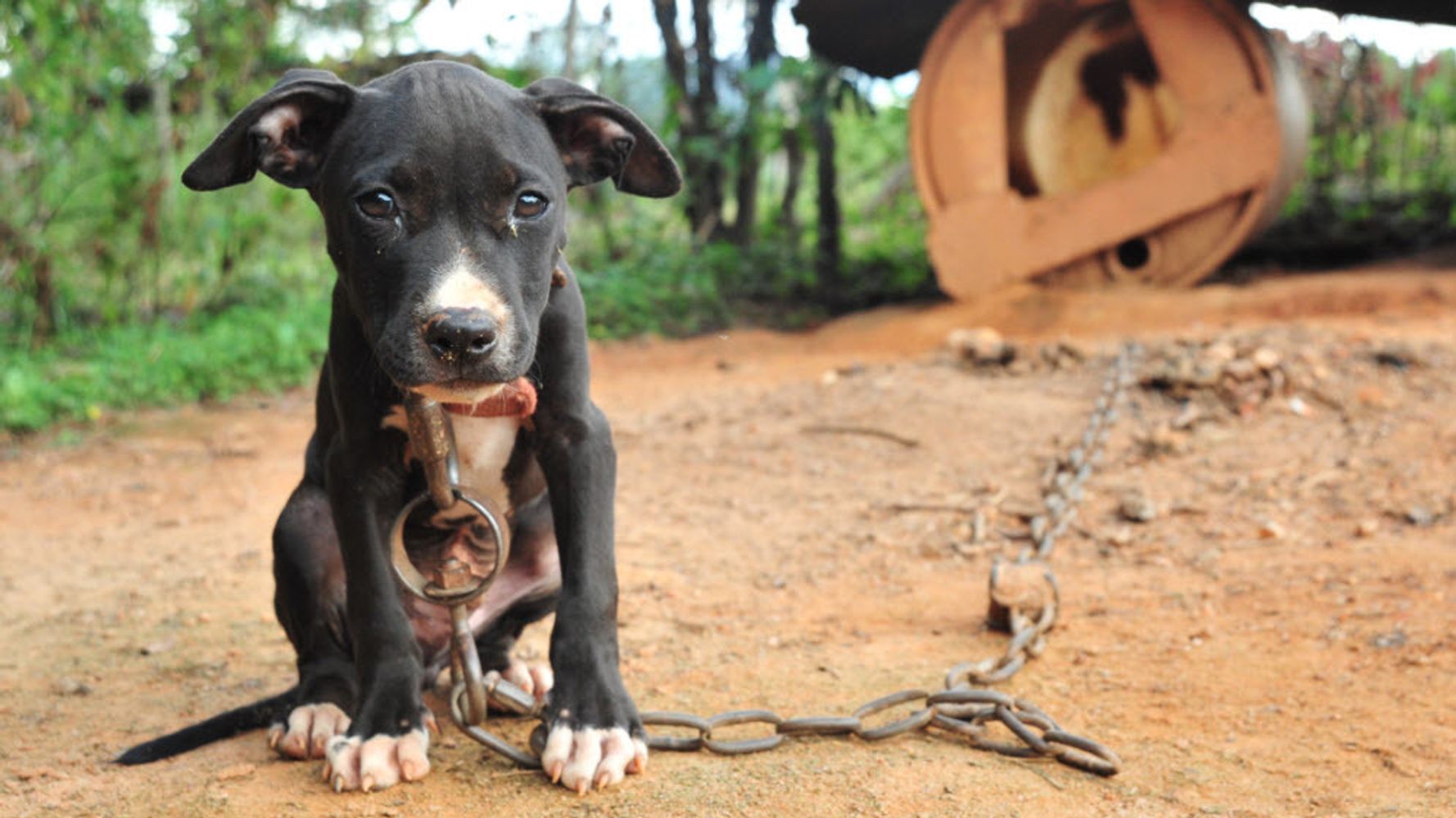 Michael Vick admits to owning a dog 