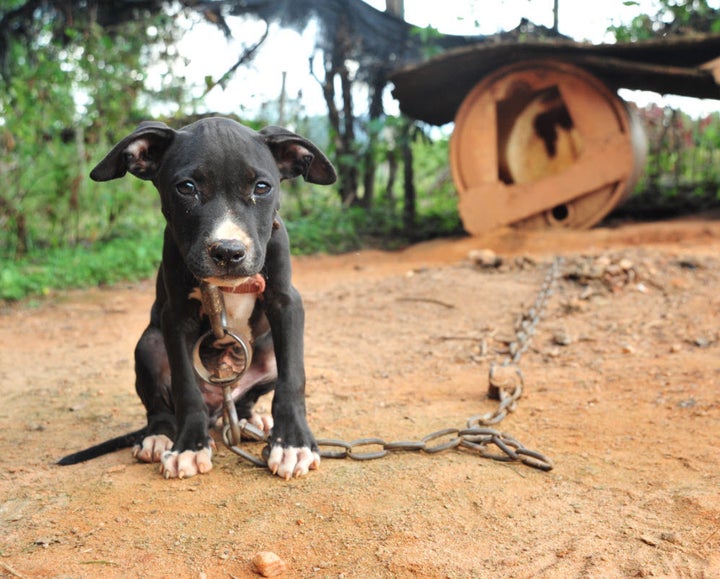 How The Michael Vick Case Brought Us Closer To Ending Dog Fighting | HuffPost Impact