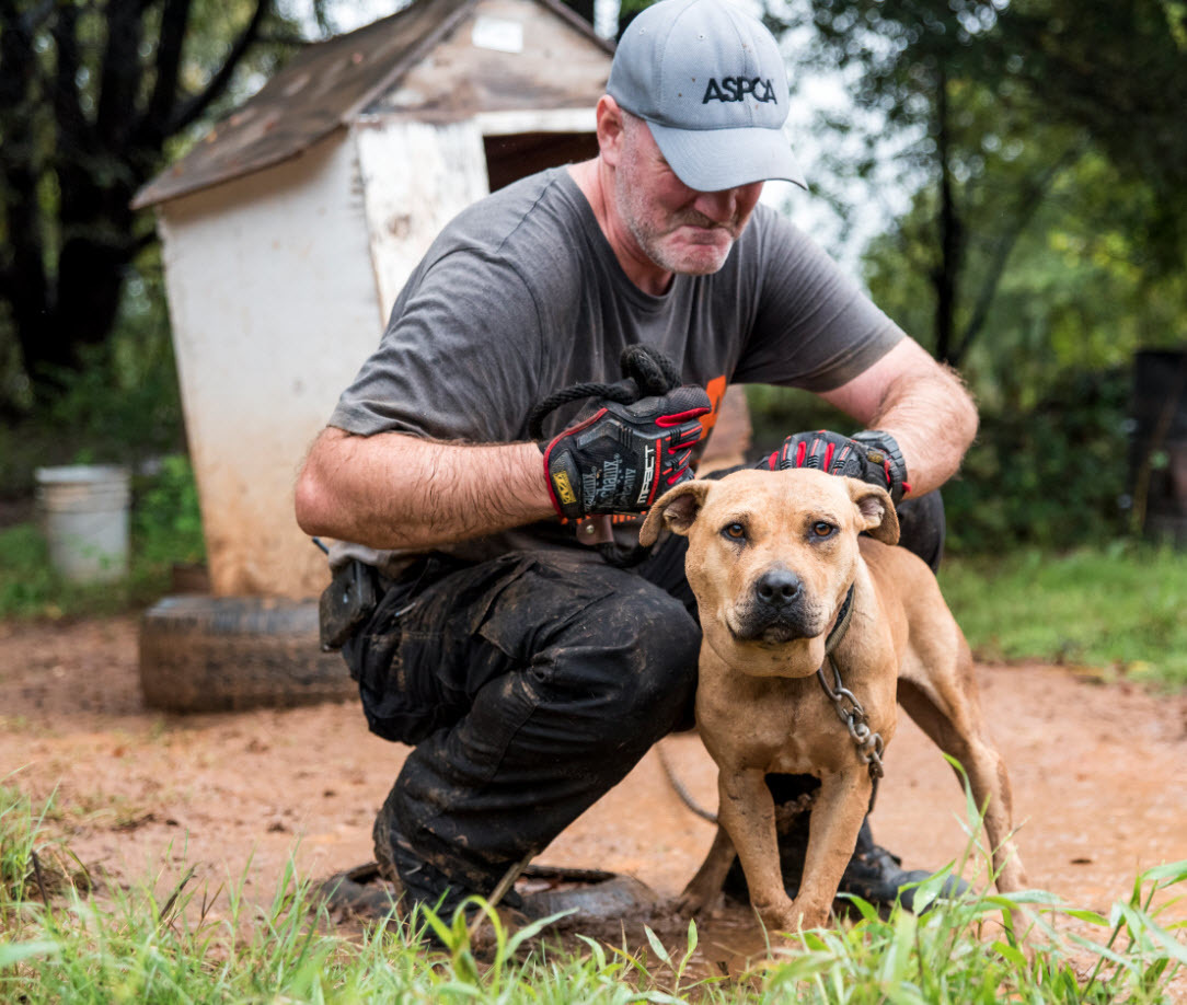 How The Michael Vick Case Brought Us Closer To Ending Dog Fighting ...