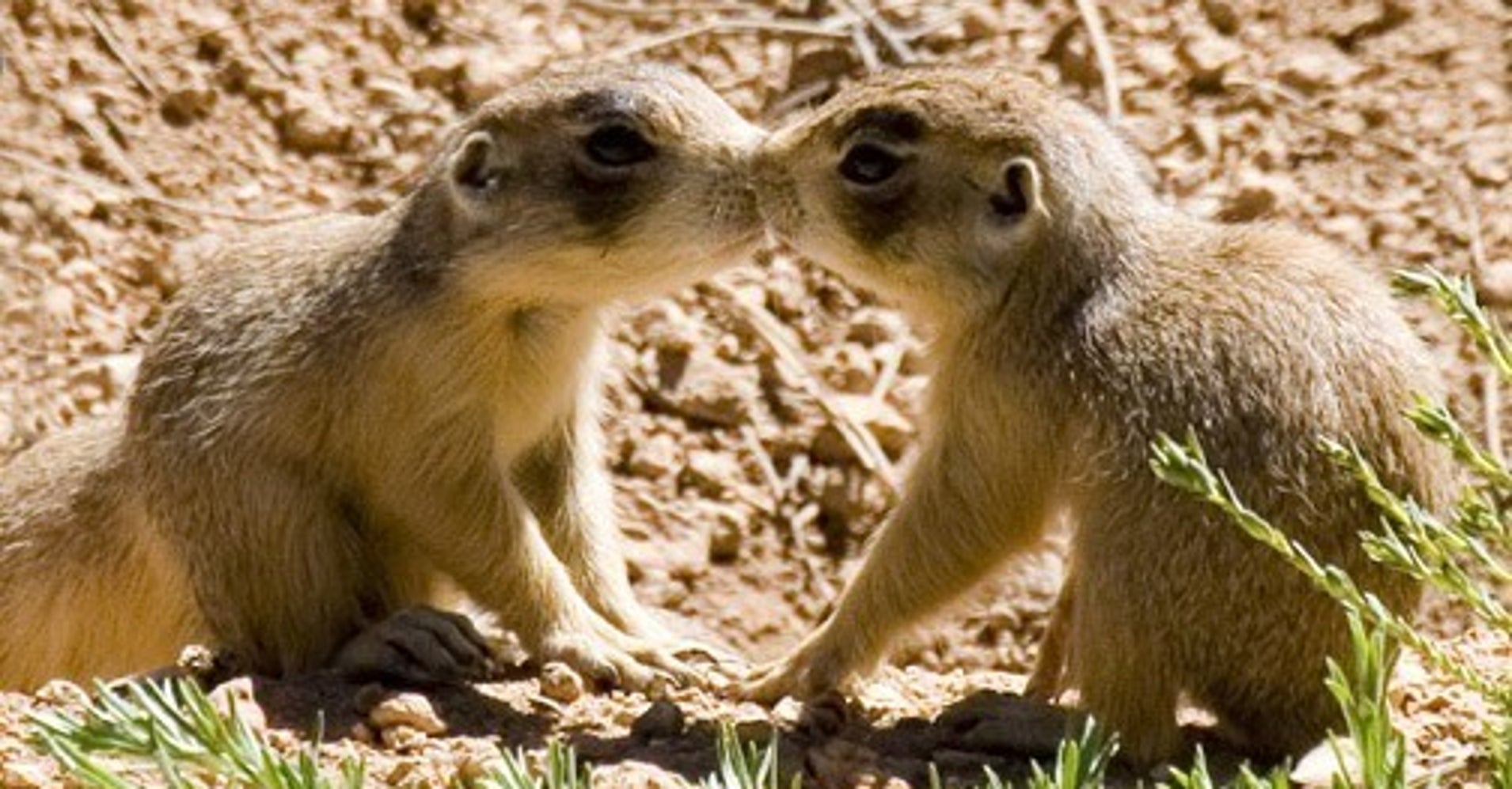 Shooting Prairie Dogs With Donald Trump, Jr. HuffPost