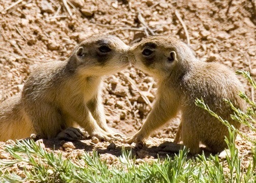 Prairie Dogs