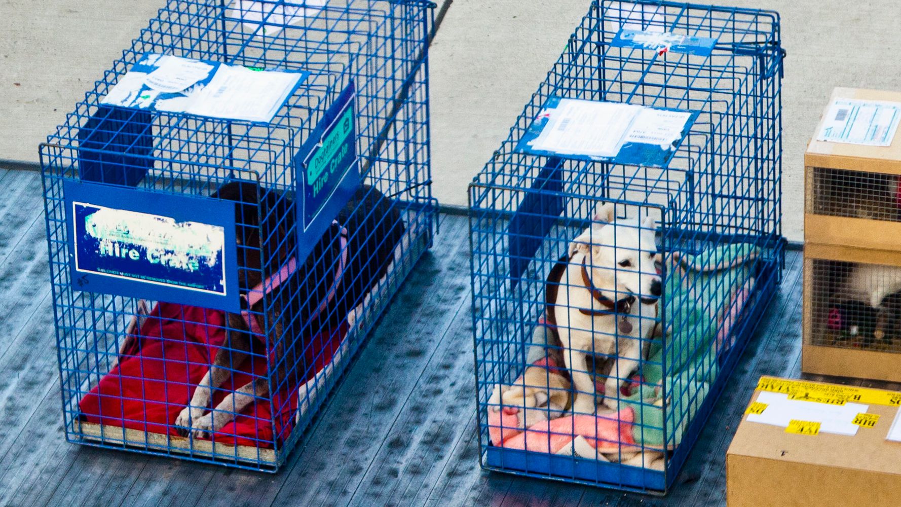 If You Love Your Pet, Think Twice Before Checking Them As Airplane Cargo |  HuffPost Life