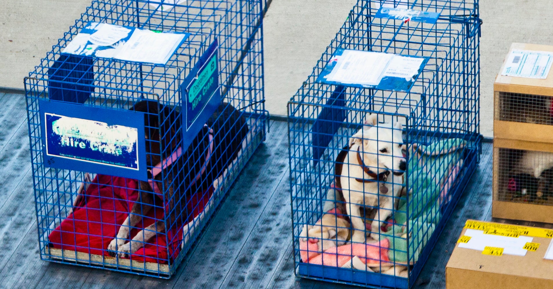 Alaska airlines shipping pets Clearance