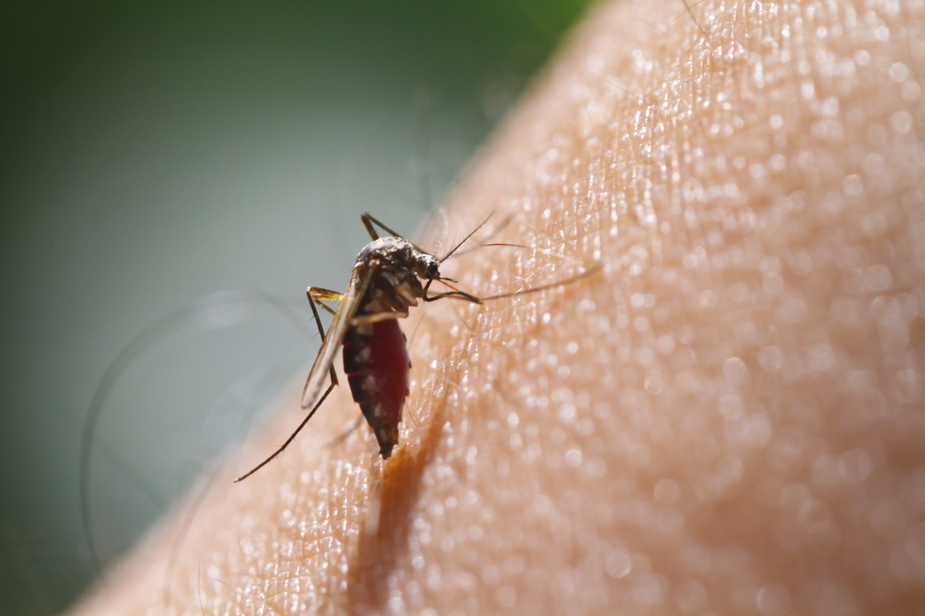 Prevention Is Key To End Malaria For Good | HuffPost Life