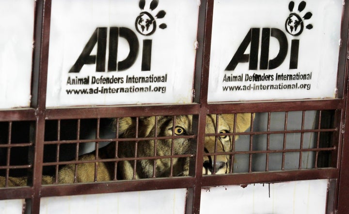 This lion named Kiara was relocated to The Wild Animal Sanctuary park in 2011. She was one of 25 lions that were rescued from traveling circuses in Bolivia.