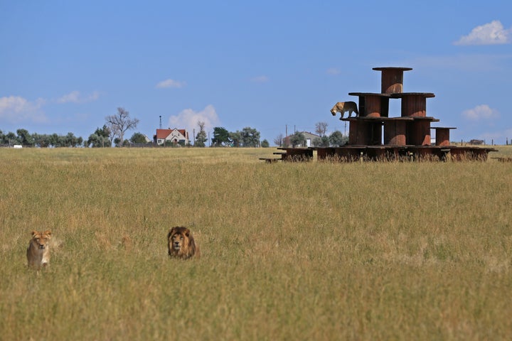 The Wild Animal Sanctuary in Keenesburg, Colorado, boasts 720 acres and hundreds of animals. 