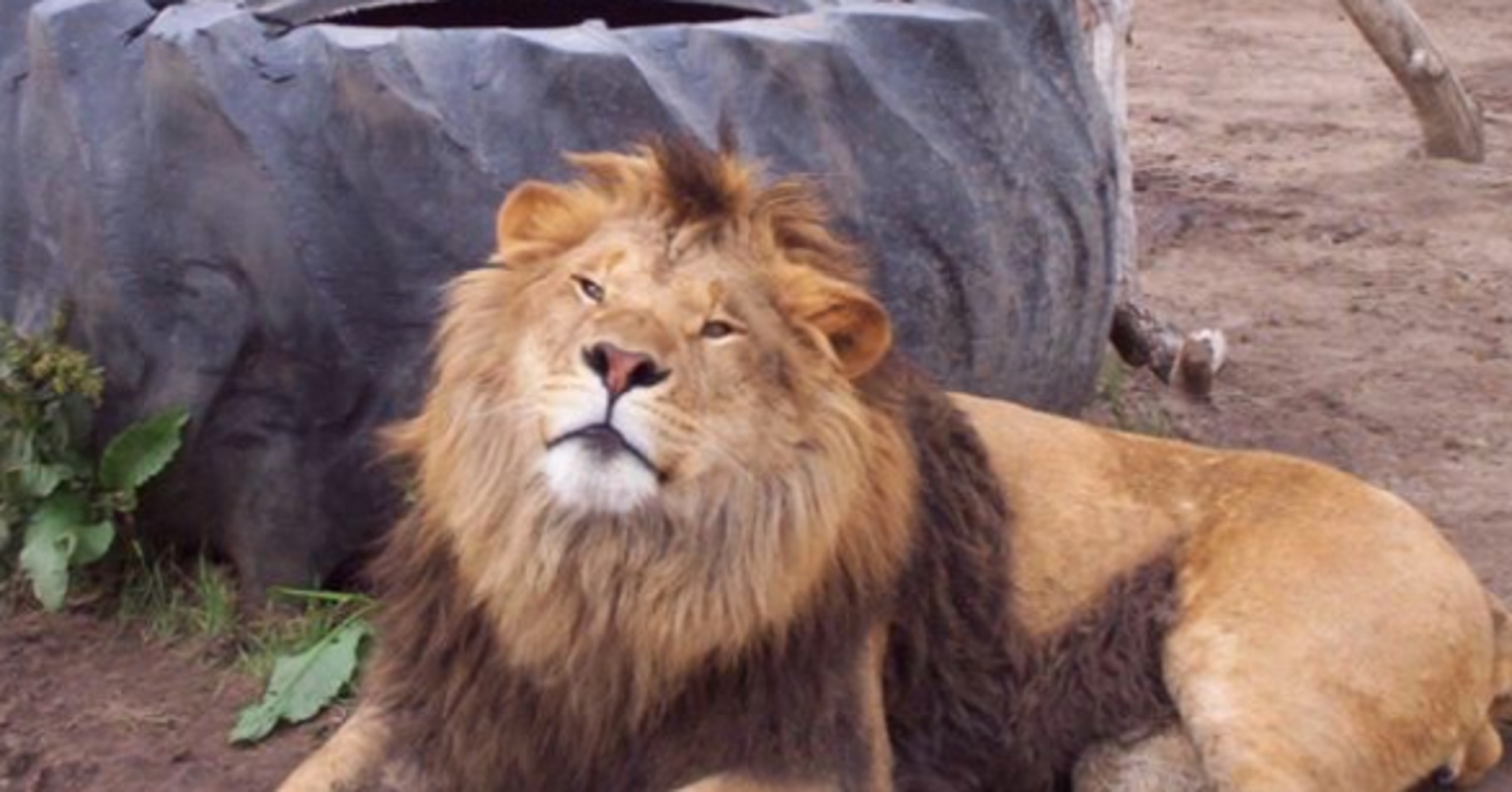 Colorado Animal Sanctuary Euthanizes All Its Animals After