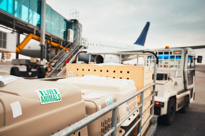 American airlines outlet pet cargo pickup