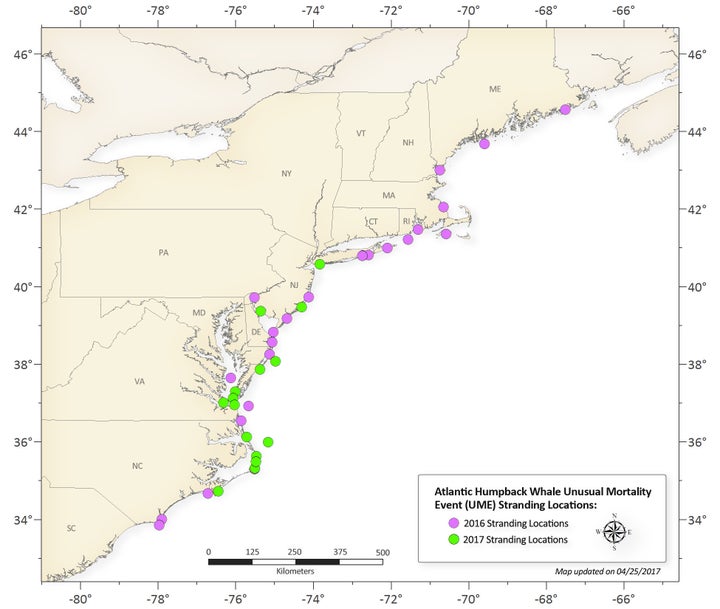 The 2016 and 2017 humpback whale stranding locations along the Atlantic Coast<br>(through April 24)