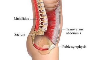 Transversus Abdominis