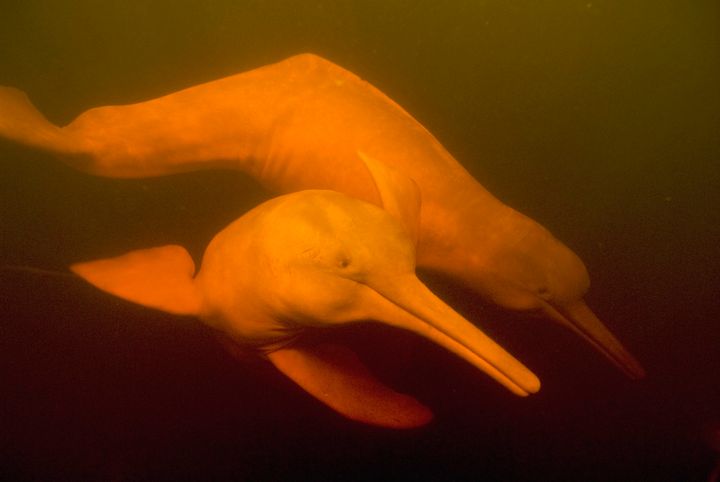 Two Amazon river dolphins in 2008.