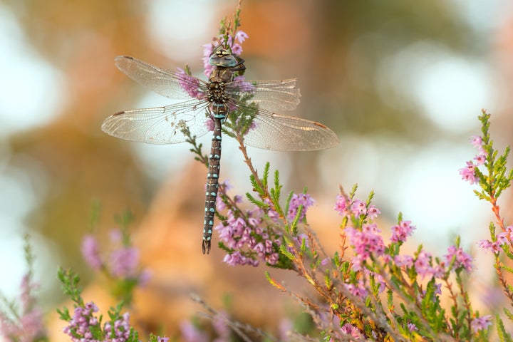 A male moorland hawker dragonfly. Probably about to make some female fake her own death.