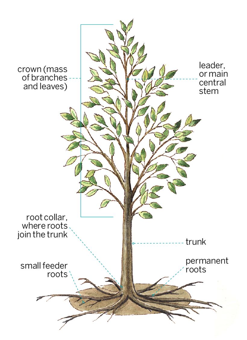 9 Tips for Planting and Caring for Shade Trees | HuffPost