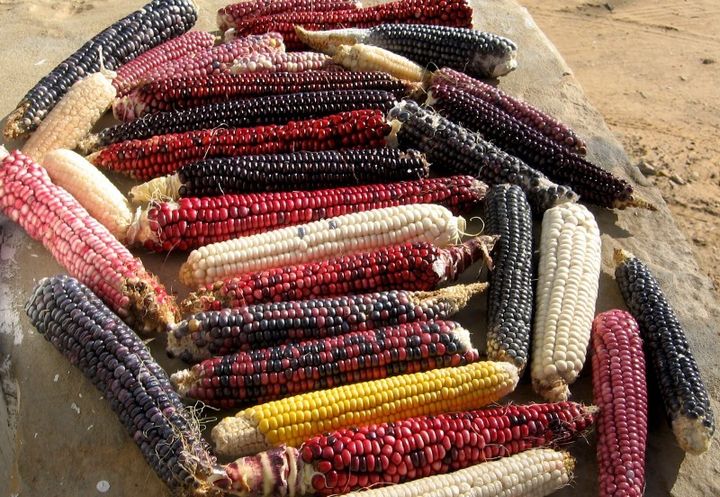 Ancient varieties of corn