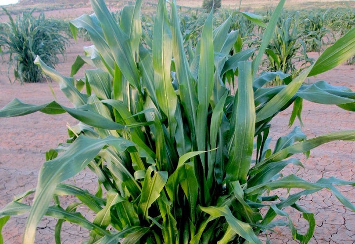 Corn thriving in dry soil