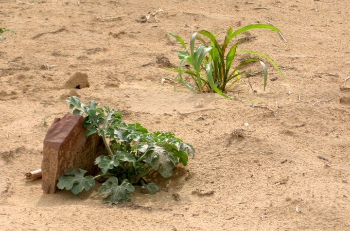 A crop hides behind a rock.