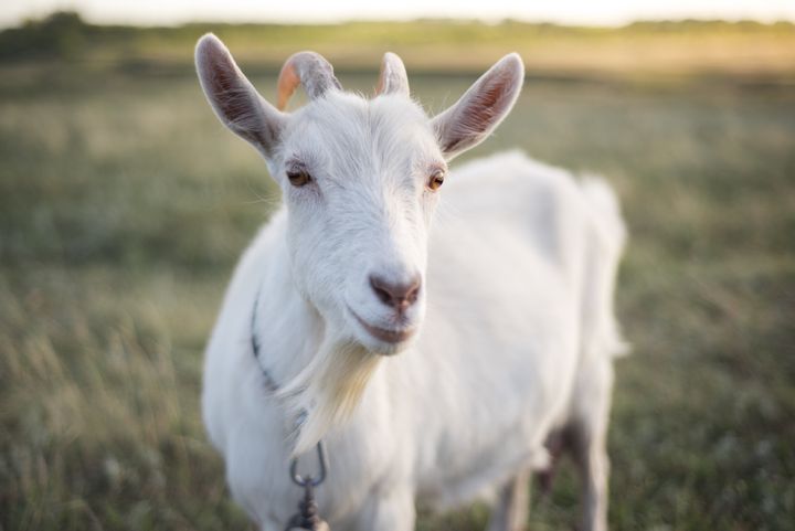 The U.S. Coast Guard has announced a suspension on the practice of injuring live goats for medic training.