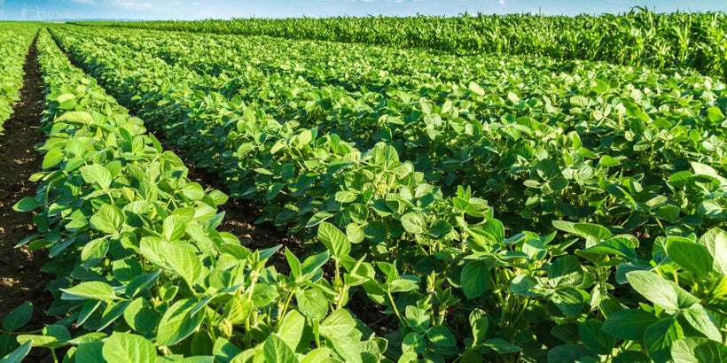 Soybean Field