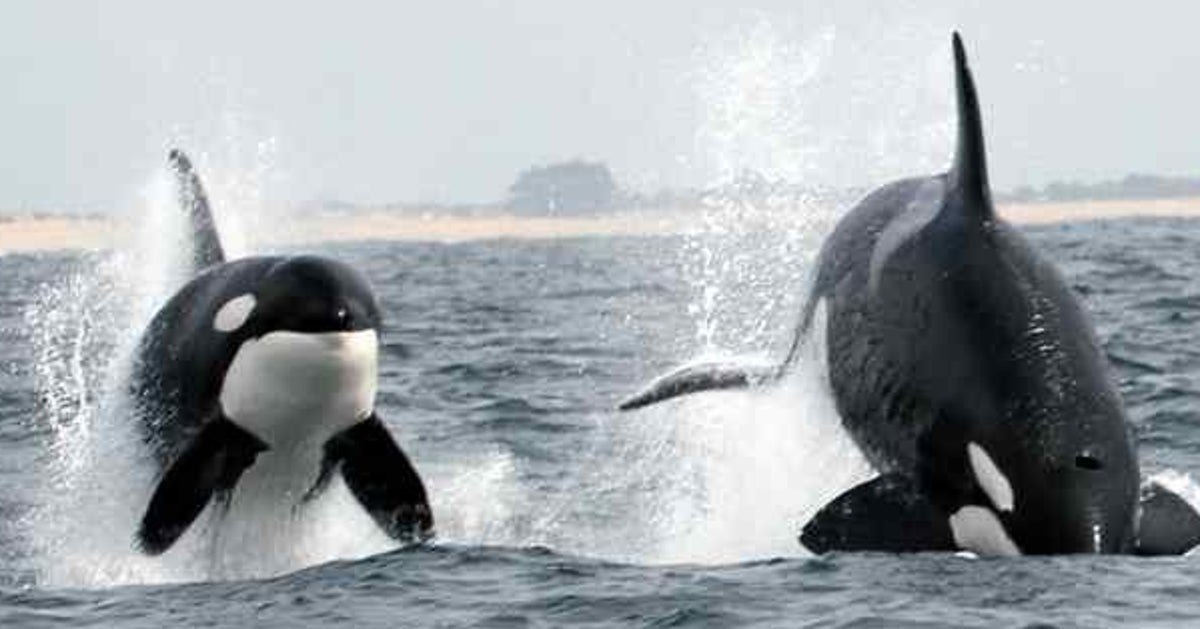 Watch Orca Pack Hunt Yet Another Whale Calf During 'Unprecedented ...