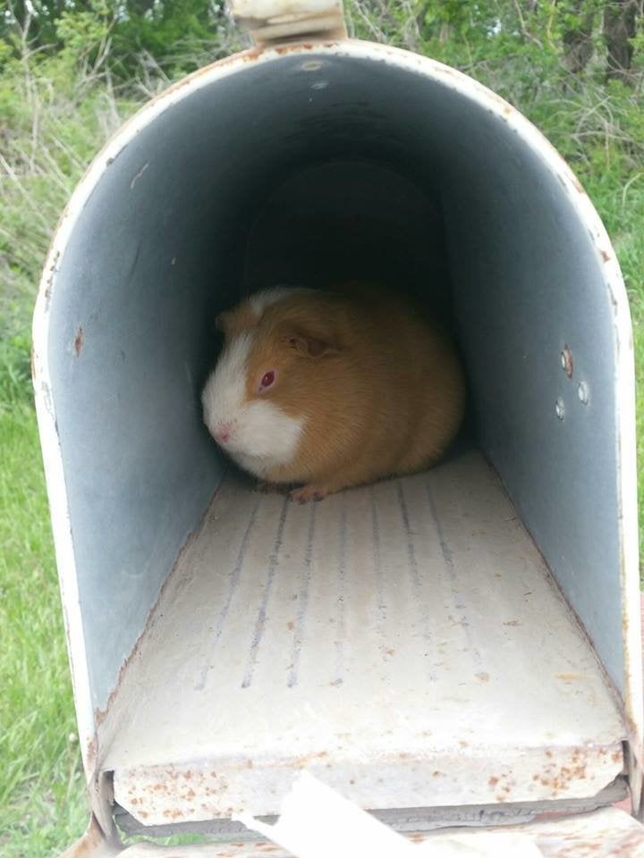 A woman in rural Kansas opened up her mailbox and found this inside. 