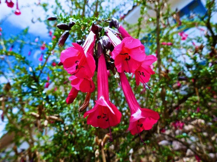 Cantua flower in Cusco