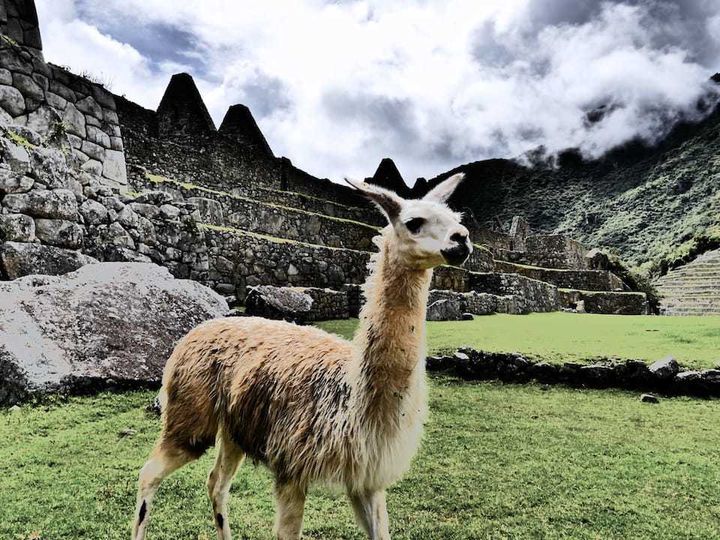 Llama wondering free at Machu Picchu