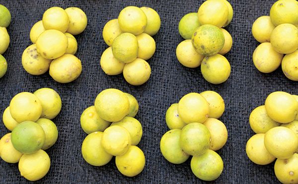 A ‘Vata’ or measure of lemons, in vegetable market at Pune, India. On this day, the seller priced 7 lemons for Rs. 10.