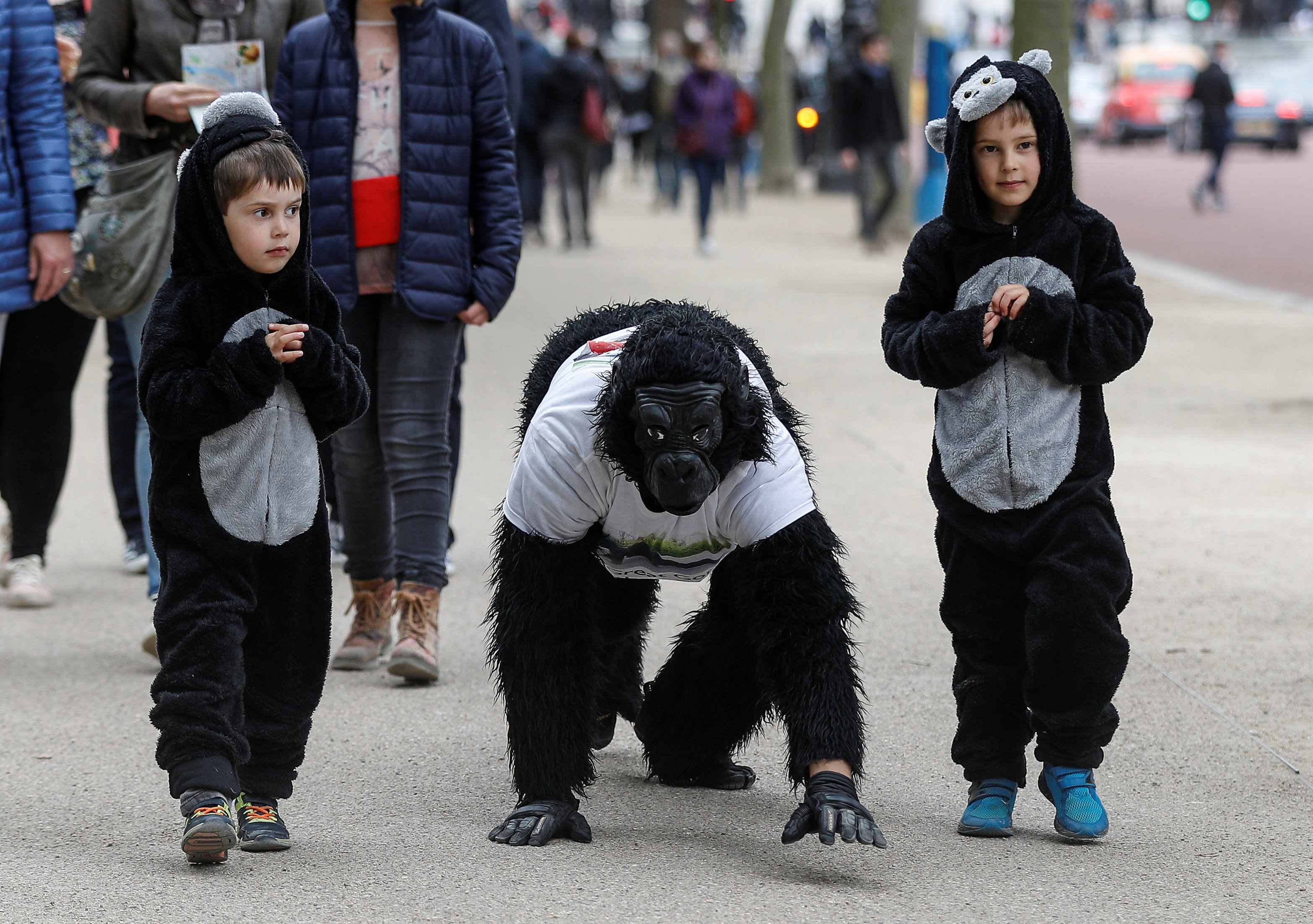 gorilla suit