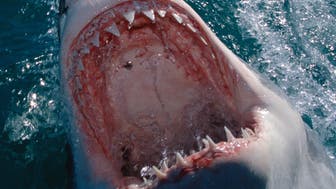 Shark Attacks Huffpost