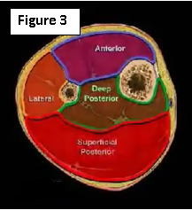 Thigh Compartment Syndrome - Everything You Need To Know - Dr. Nabil  Ebraheim 