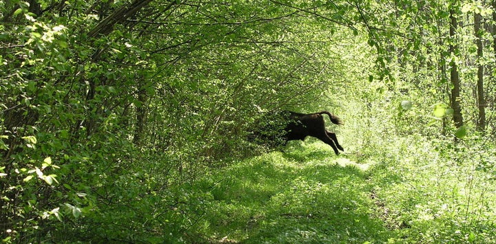 A bison on its way in the Bialowieza forest in Poland. 