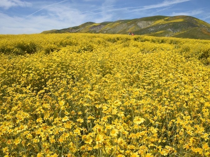 Visitors walk among hillside daisies in the Carrizo Plain National Monument near Taft, California during a wildflower "super bloom," April 5, 2017.After years of drought an explosion of wildflowers in southern and central California is drawing record crowds to see the rare abundance of color called a super bloom.