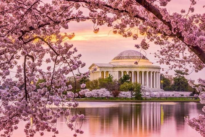 An image of Washington, D.C., one the greenest cities in America, during the spring cherry blossom season.