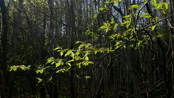 <p>A Vermont woodlot hard at work capturing carbon</p>