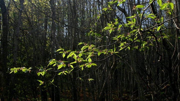 A Vermont woodlot hard at work capturing carbon