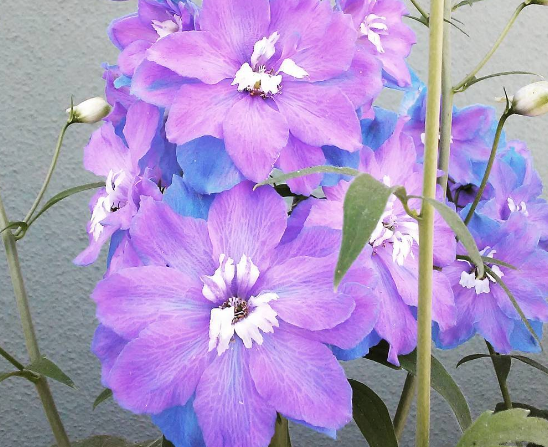<p>Beautiful delphinium blooms sold at the local market</p>