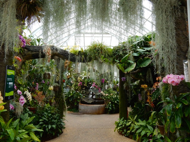<p>Orchid Range, Duke Farms, NJ</p>