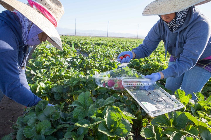 <p>Farmworkers face low pay, pesticide exposure, heat, wage theft, and even forced labor. They need more than weak standards and lax enforcement to bring justice to the fields.</p>