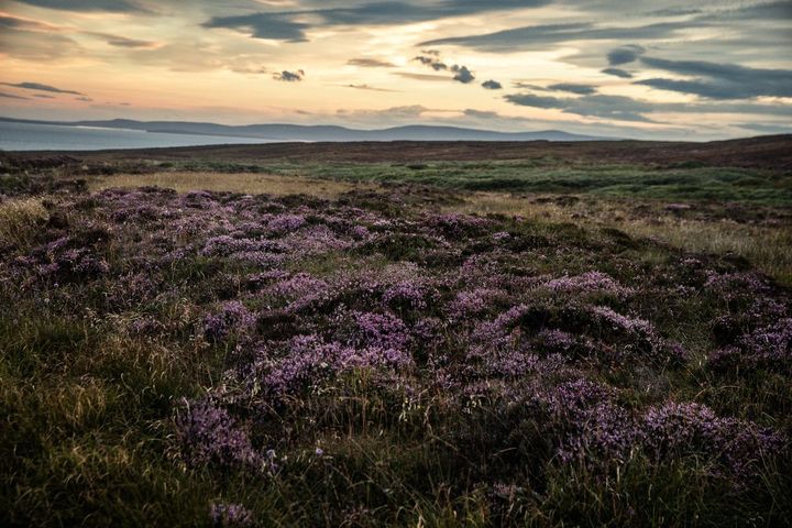 The heather covered peat bogs of Orkney