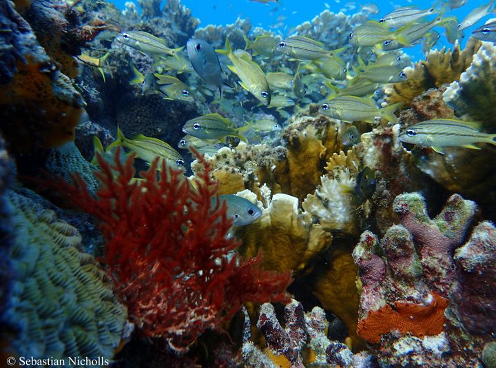 Juvenile fish find refuge in a reef in Barbados.