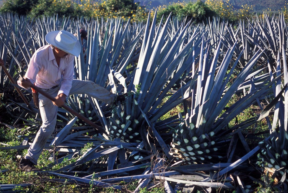 So THAT'S Where Tequila Comes From HuffPost Life