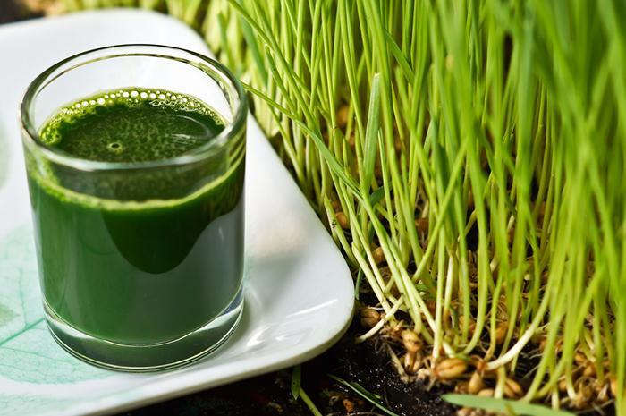  Wheatgrass 