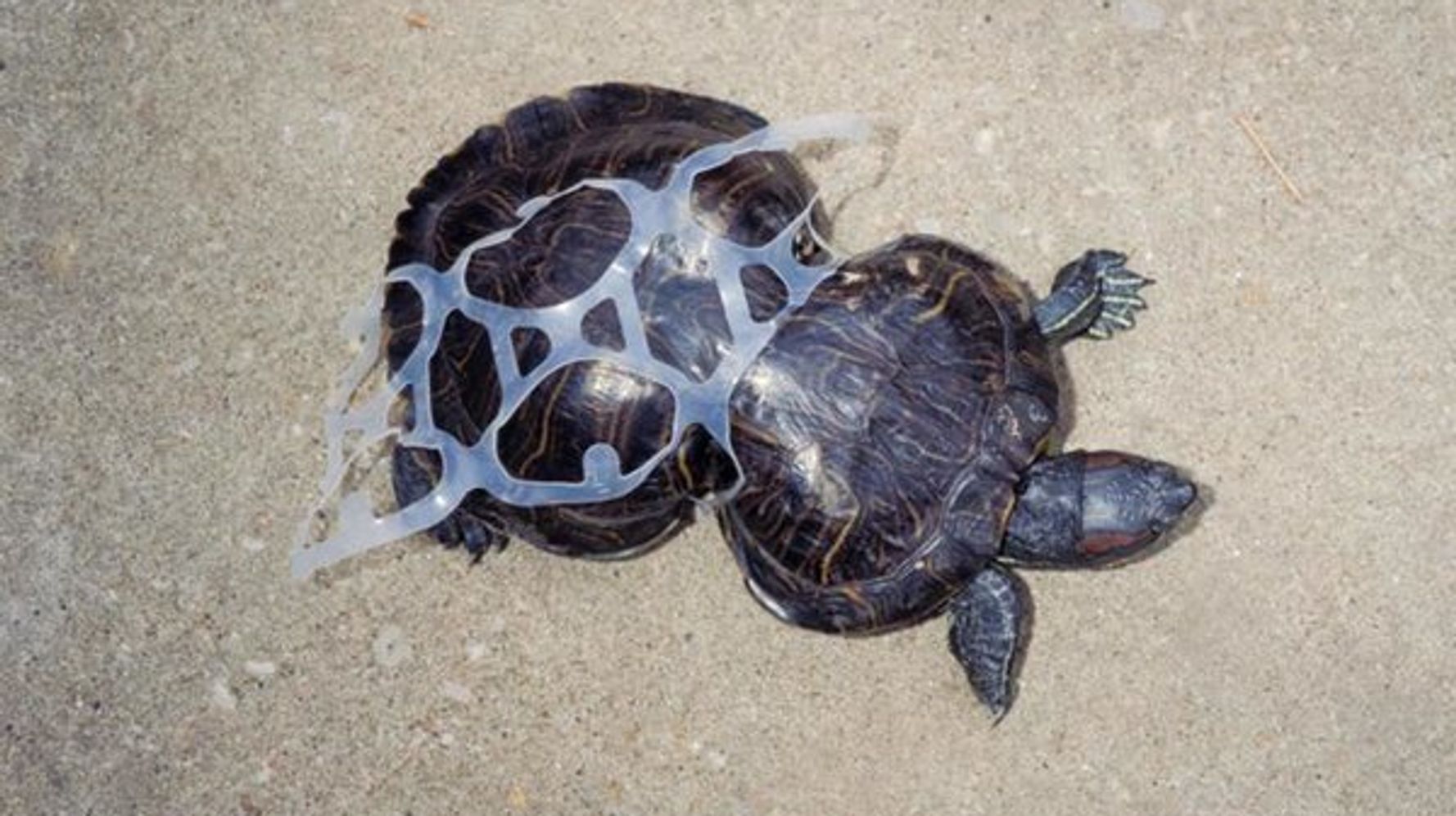 Heartbreaking Photos Show What Your Trash Does To Animals | HuffPost Impact