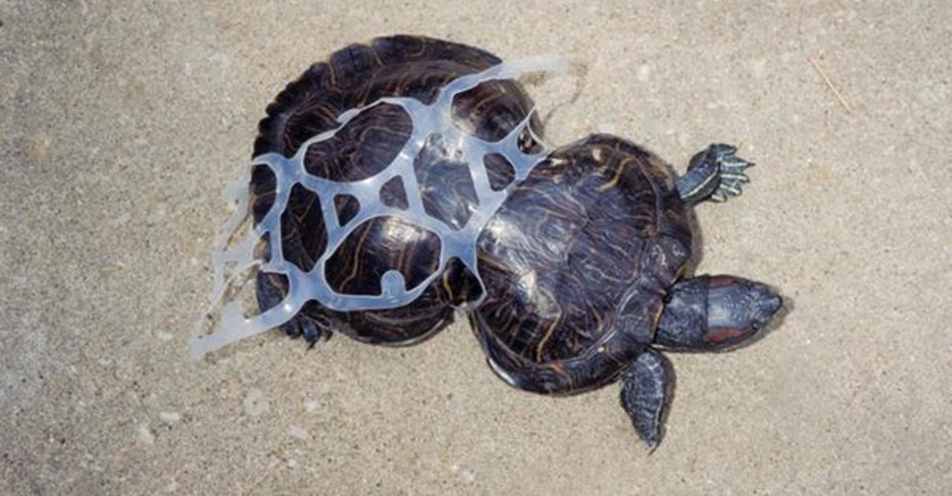 Heartbreaking Photos Show What Your Trash Does To Animals | HuffPost