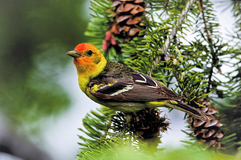 Western Tanager on a Douglas Fir.