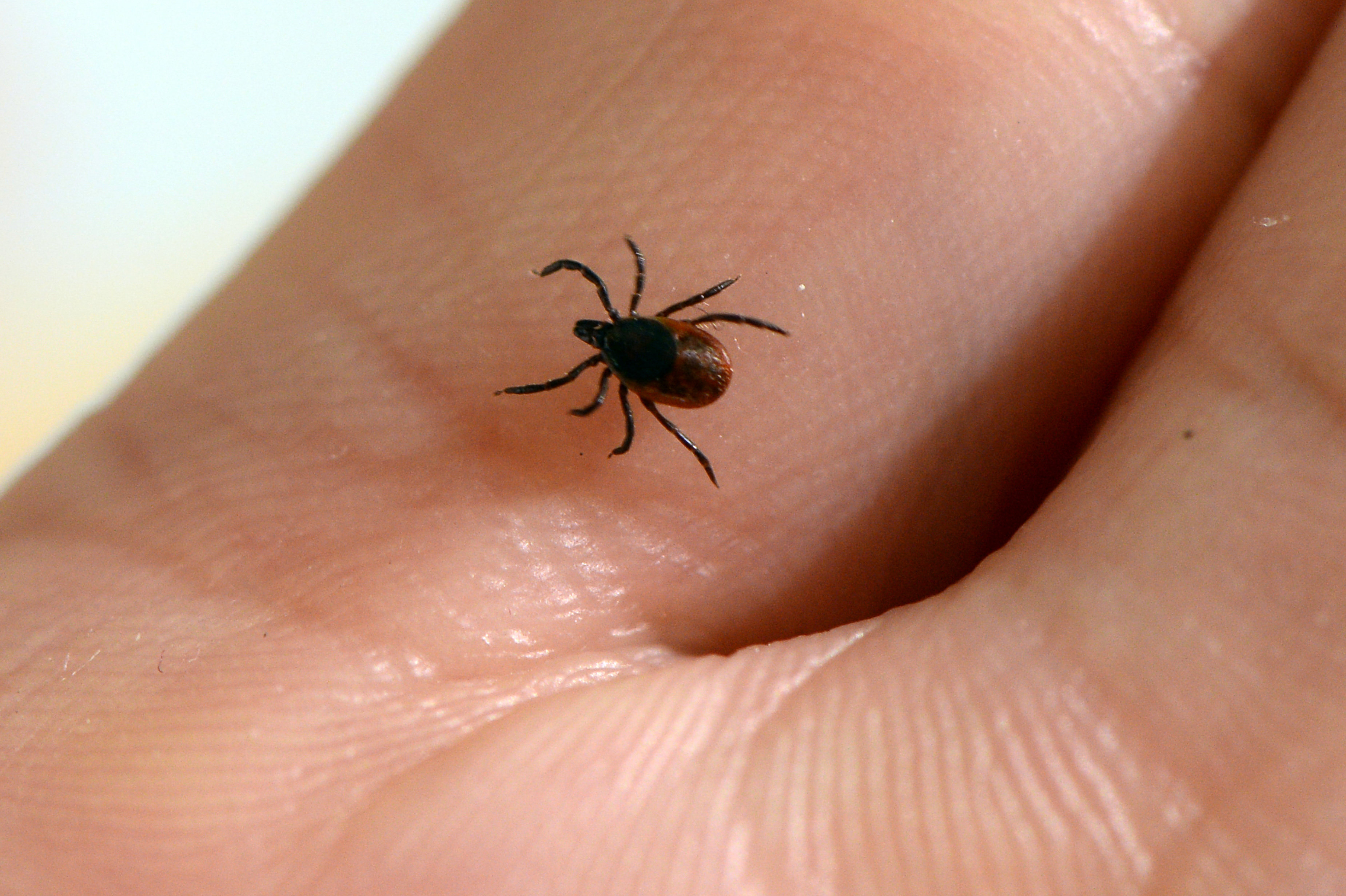 photos of ticks        
        <figure class=